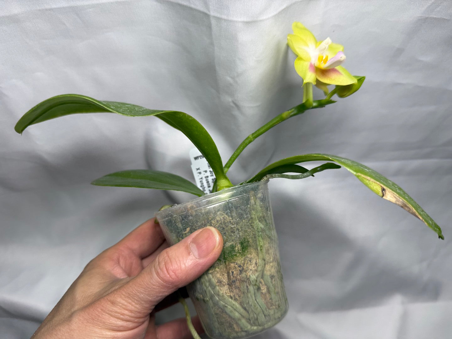 Phalaenopsis Joy Spring Canary 'Yaphon' 260407 Flowering