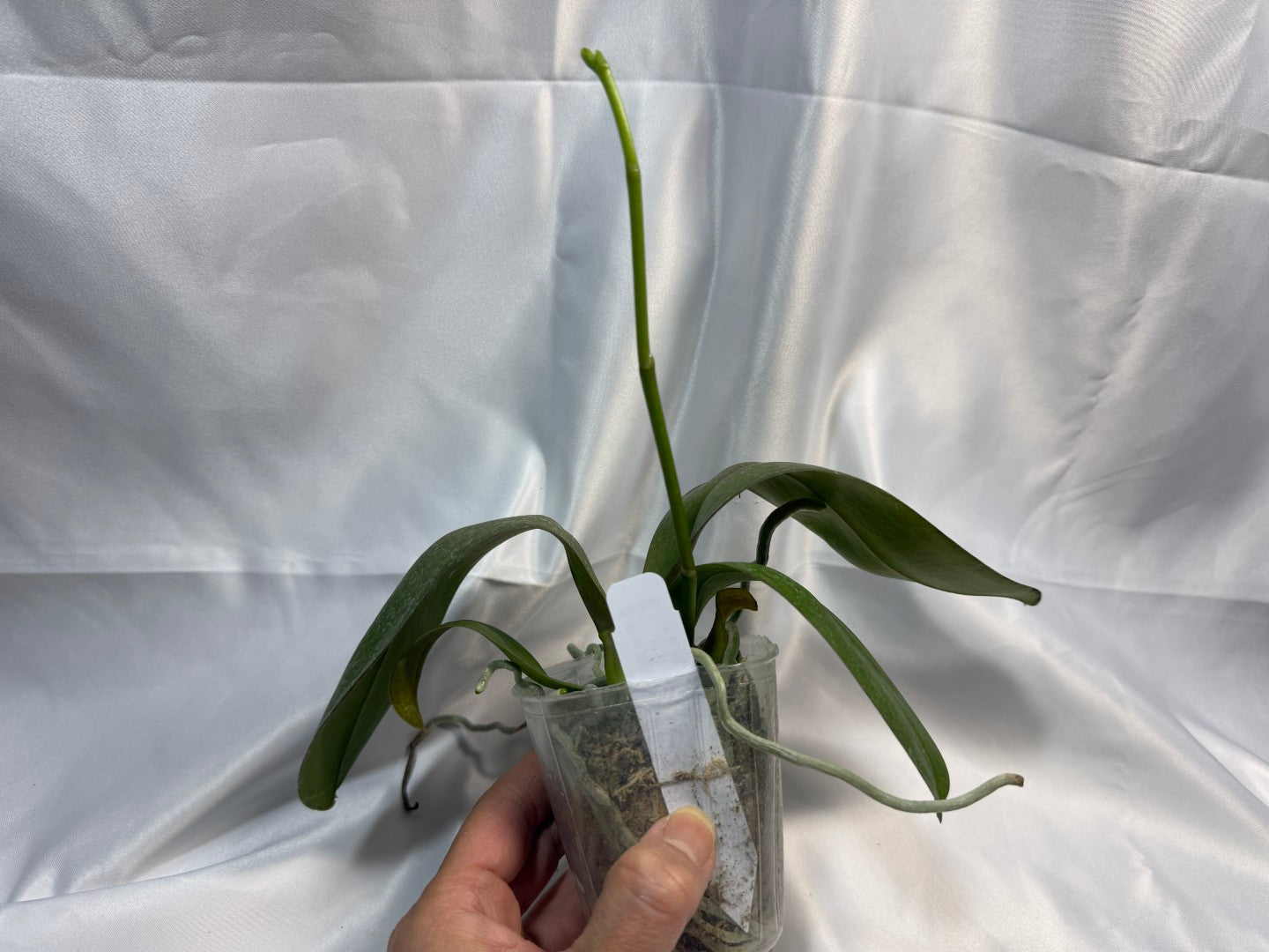 Phalaenopsis Mituo Sunrise 'Mituo #3' Spiking