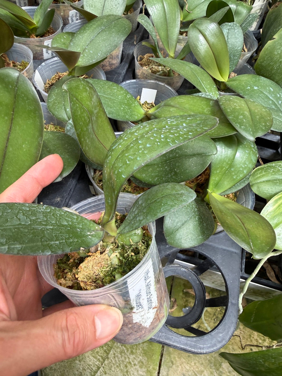 Phalaenopsis Mituo Sunrise 'Mituo #3'