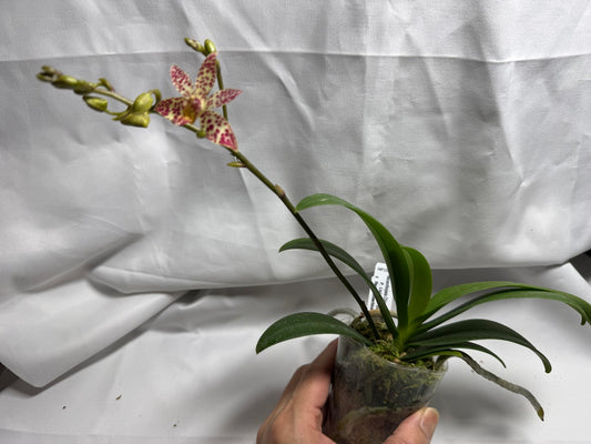 Renanthopsis Chienlung Star River 'Dragon Head' 260419 Flowering Branching spike