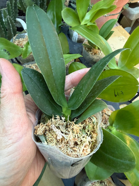 Renanthopsis Chienlung Star River 'Dragon Head' (clone)