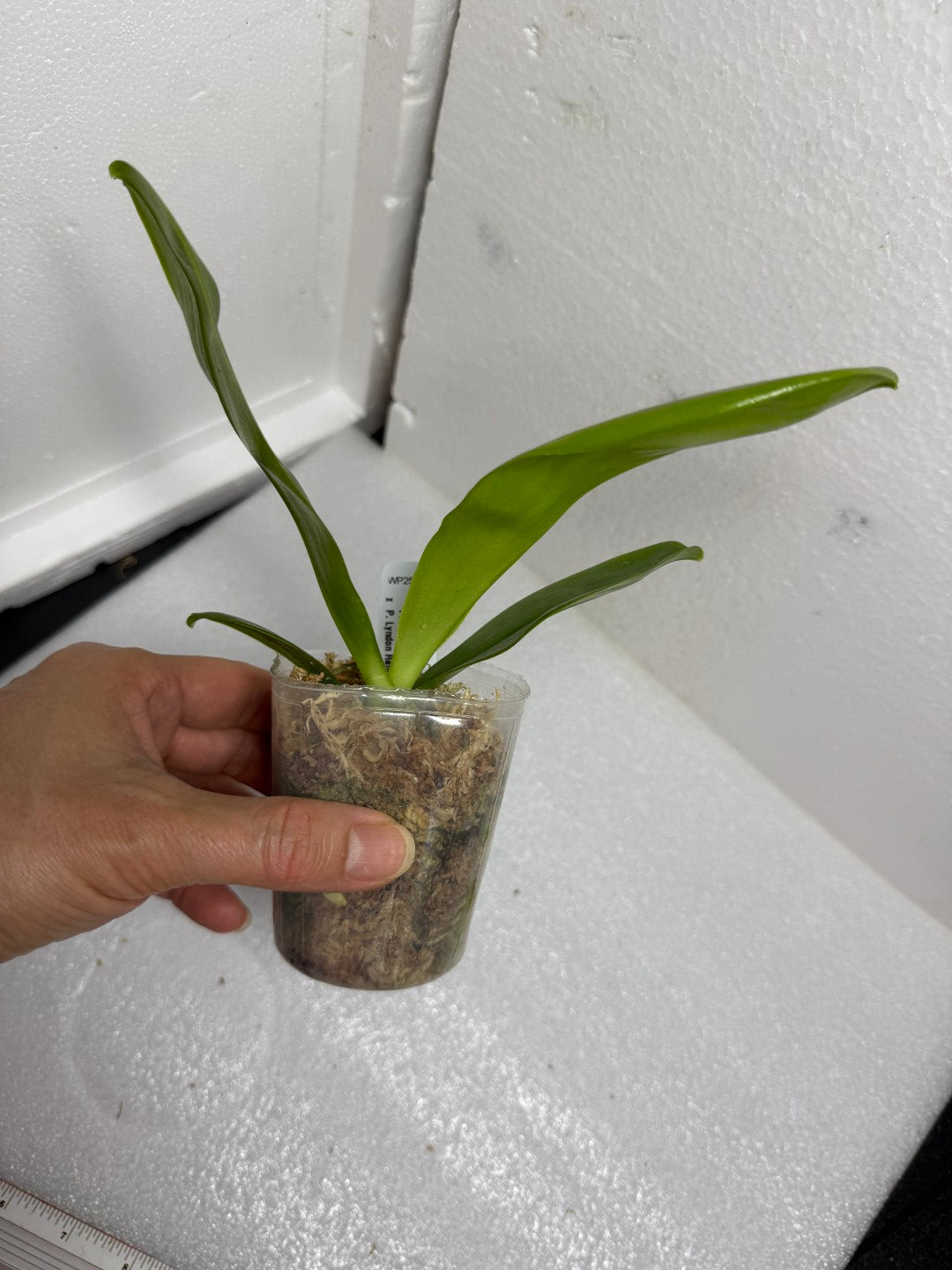 Phalaenopsis Mituo Golden Tiger 'White Tiger' AM/AOS (clone)