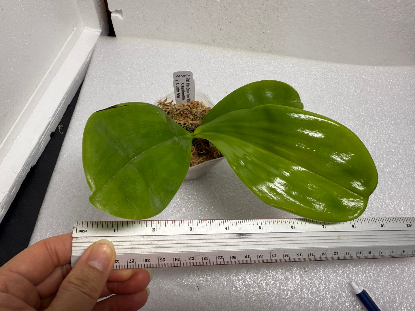 Phalaenopsis Mituo Golden Tiger 'White Tiger' AM/AOS (clone)