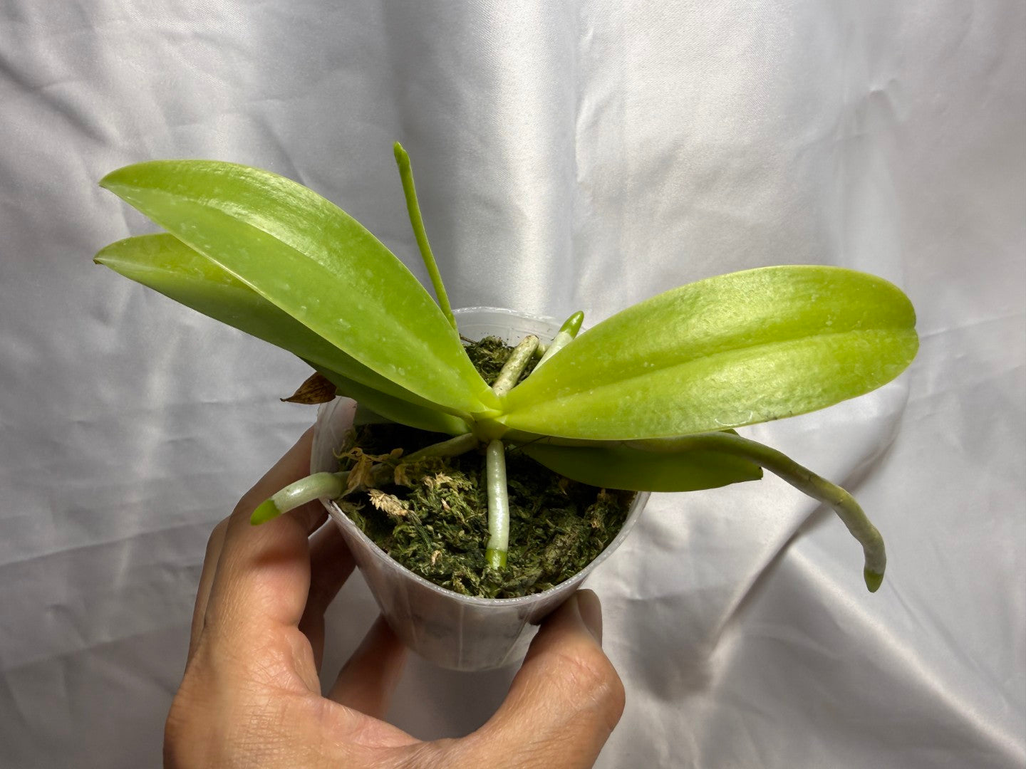 Phalaenopsis cornu-cervi f. flava