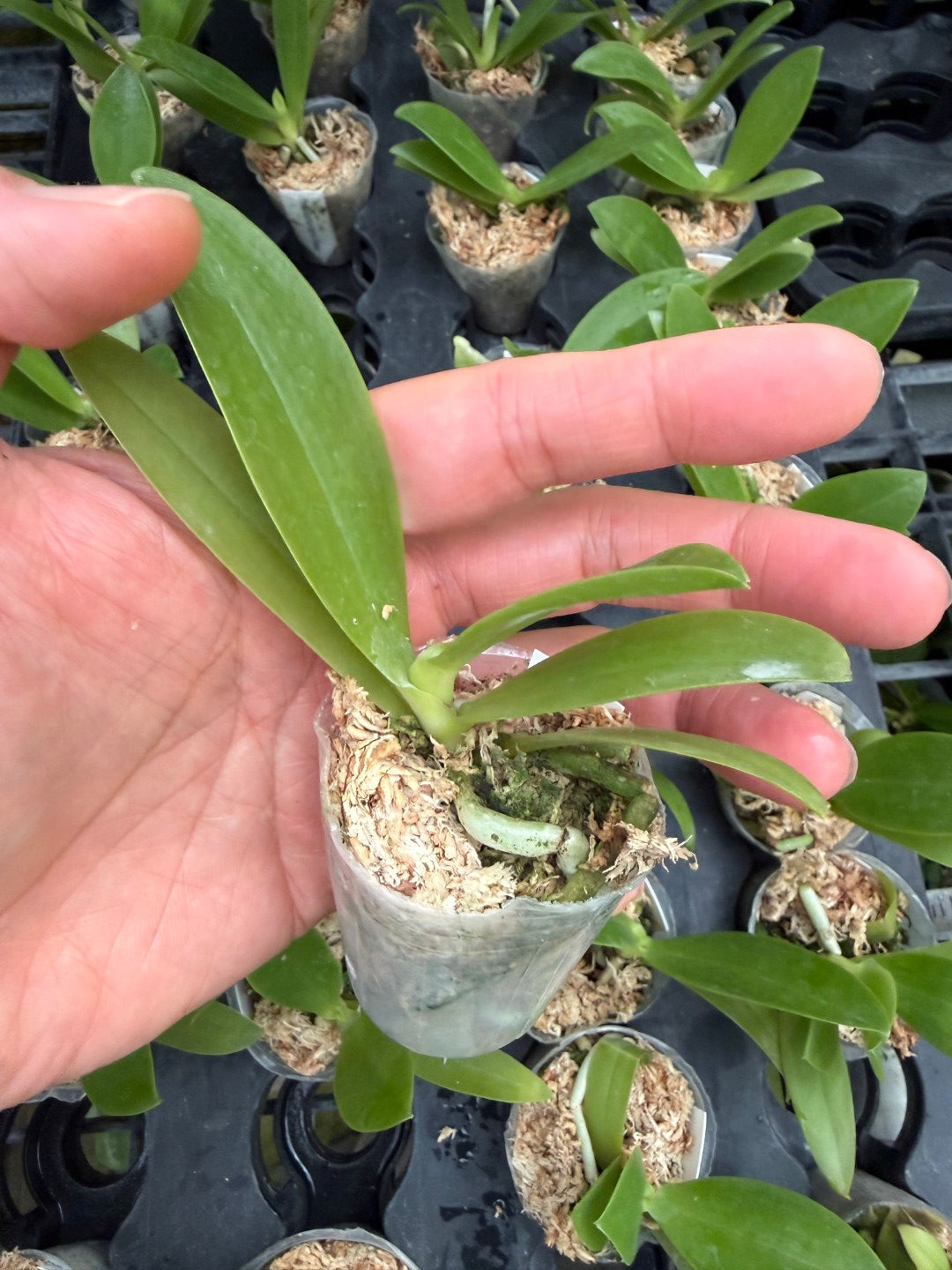 Phalaenopsis cornu-cervi f. flava
