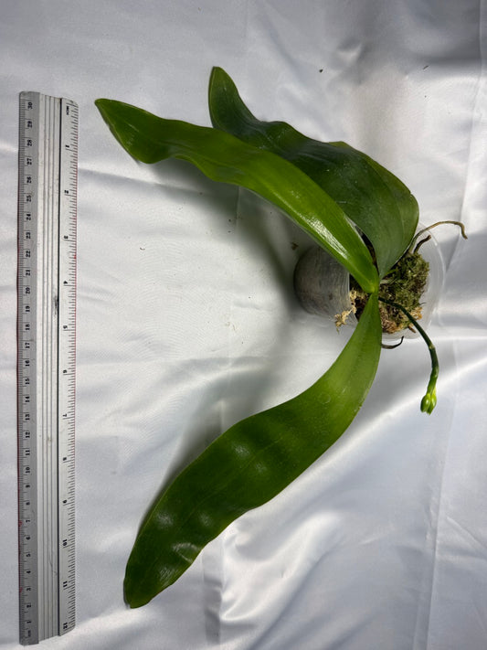 Phalaenopsis venosa x sib 251124 Budding