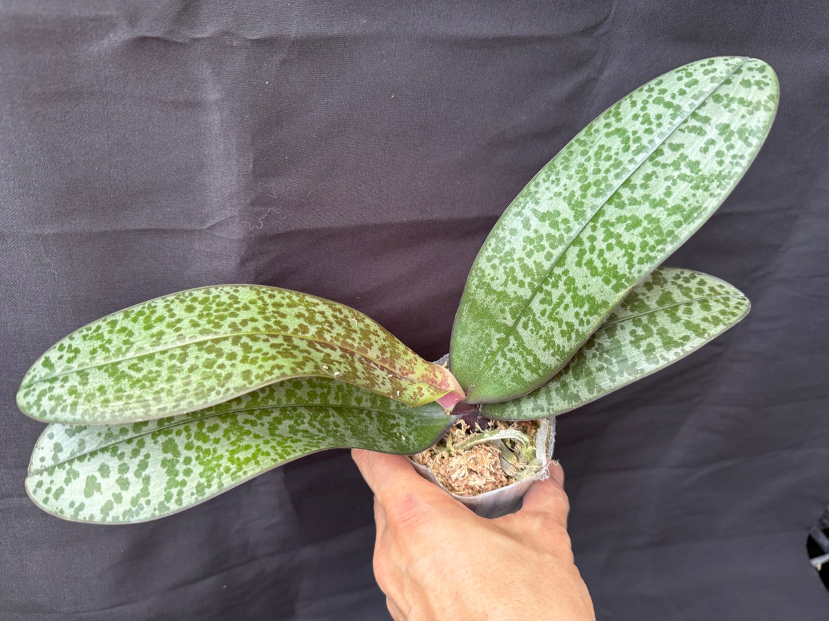 WP2610 Phalaenopsis schilleriana 'Wilson' Fragrant clone