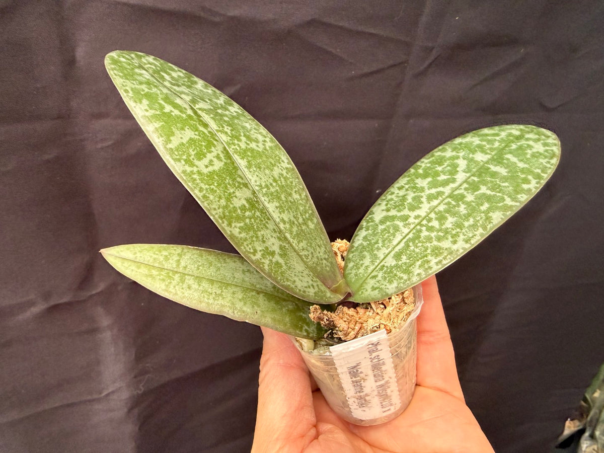 WP2626 Phalaenopsis schilleriana 'Wilson #210' x 'Maile Jeanne Tanaka'