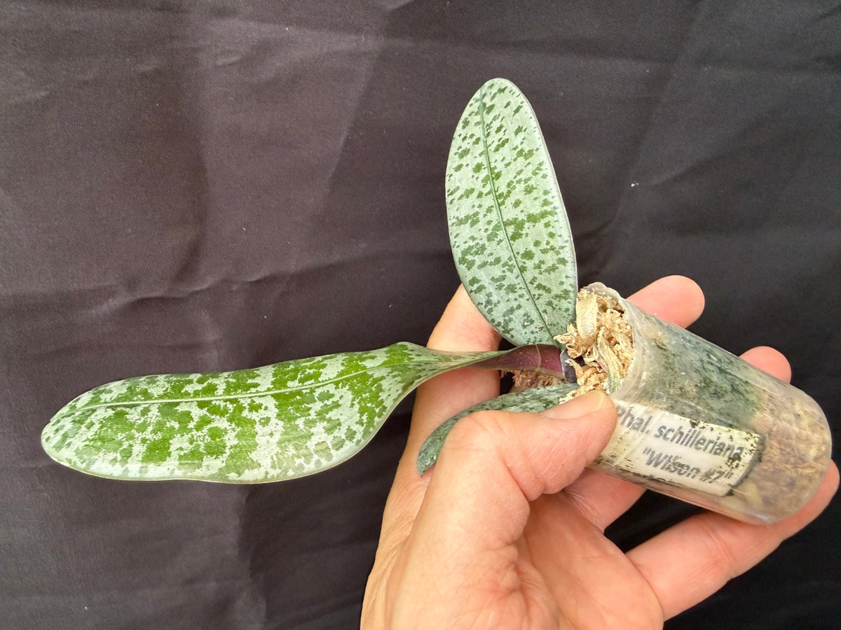 WP2628 Phalaenopsis schilleriana 'Wilson #7'