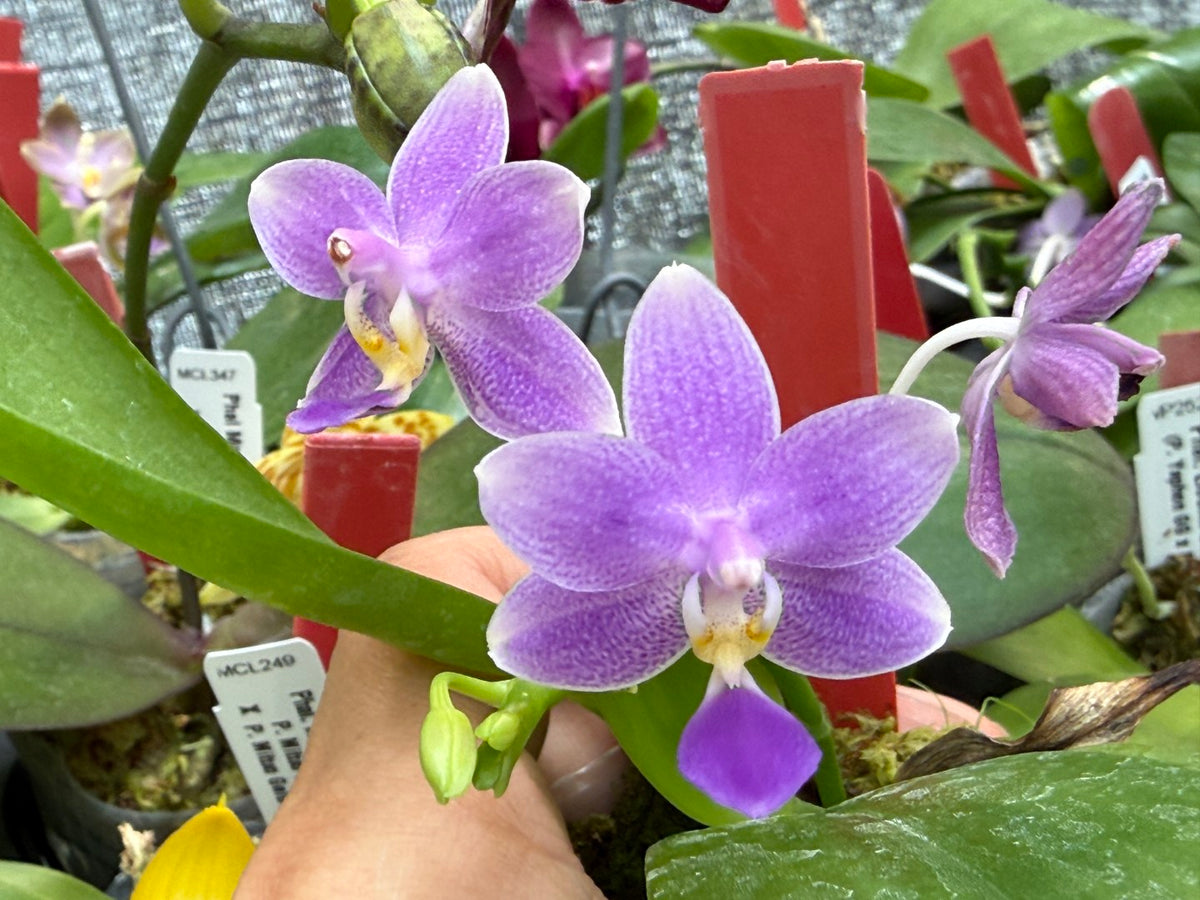 WP2640 Phalaenopsis Jiaho Blueberry (Clone) Fragrant