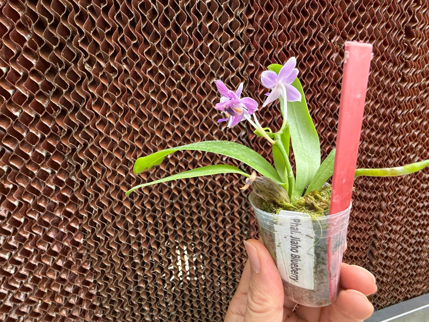 Phalaenopsis Jiaho Blueberry (Clone) Fragrant Spiking