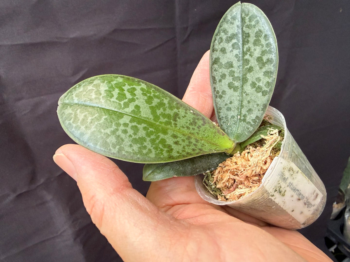 WP2647 Phalaenopsis stuartiana 'Sogo' HCC/AOS