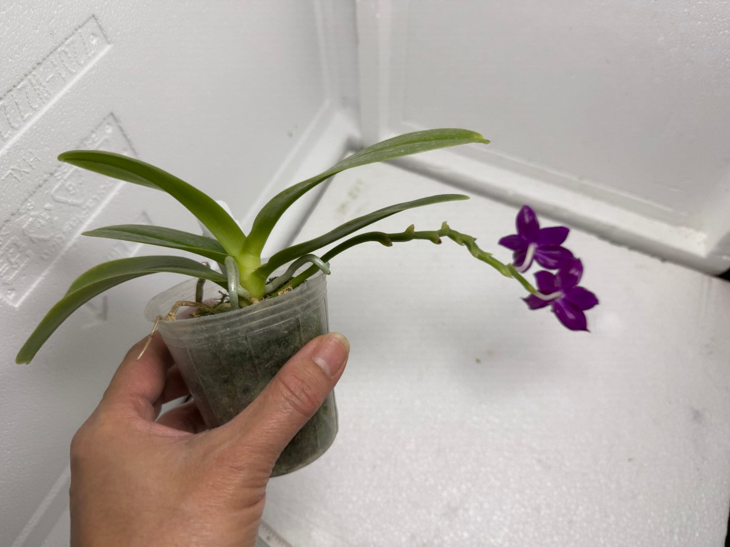 Phalaenopsis Pearl Super Coral 'Wilson' 250820 Flowering