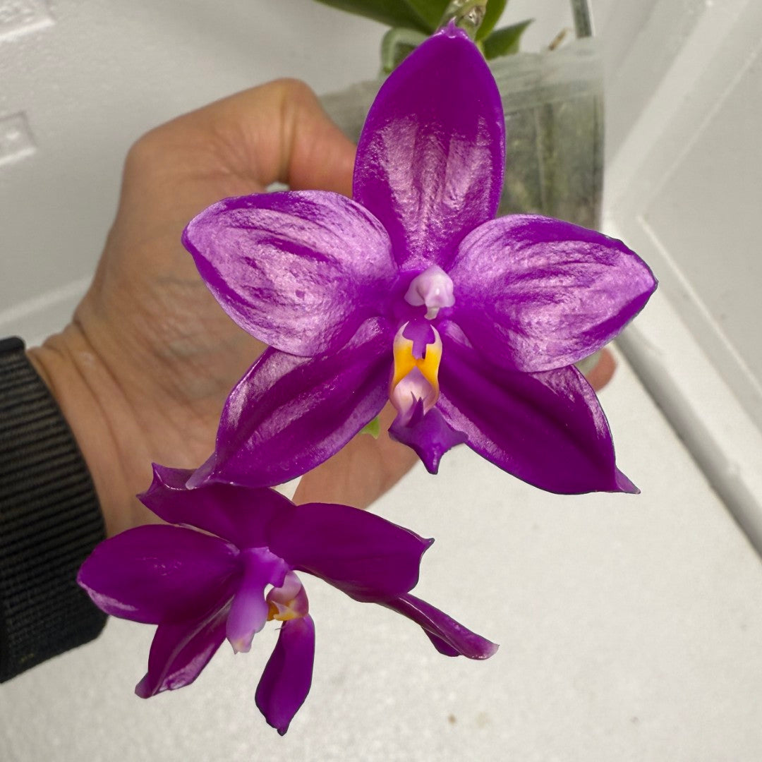 Phalaenopsis Pearl Super Coral 'Wilson' 250820 Flowering