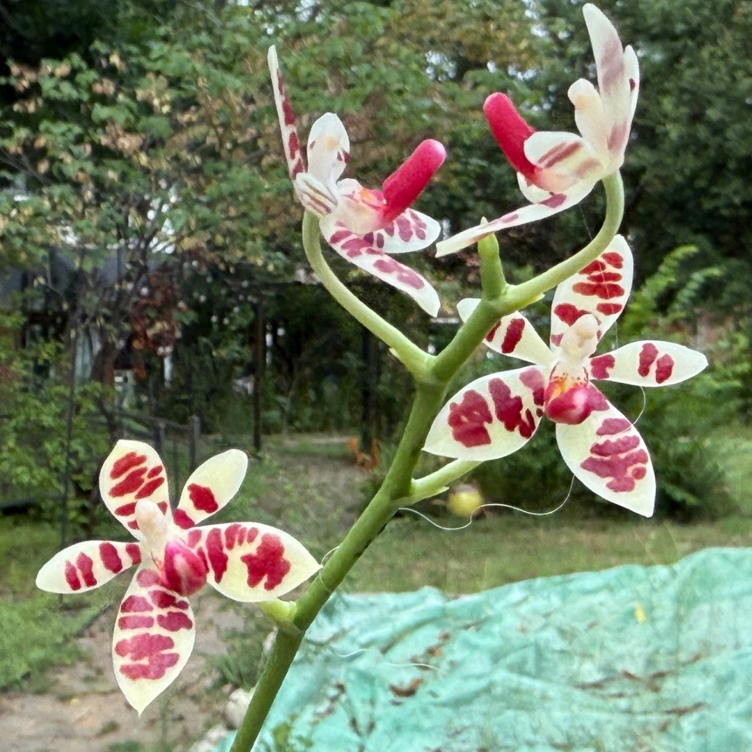 Phalaenopsis maculata 250712 Seed Grown