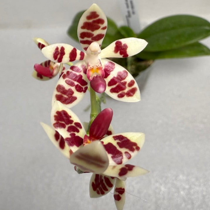 Phalaenopsis maculata 250712 Seed Grown