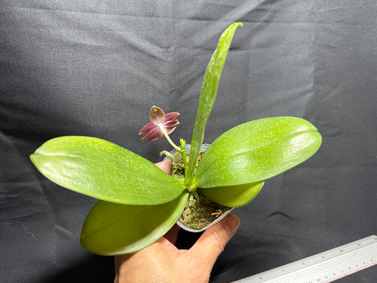 YB-15 Phalaenopsis (Smiley Prince X Peter Blue Diamond) #14 260825 Flowering Seed Grown