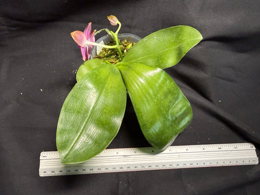 Phalaenopsis (Smiley Prince X Peter Blue Diamond) #3 260713 Flowering Seed Grown