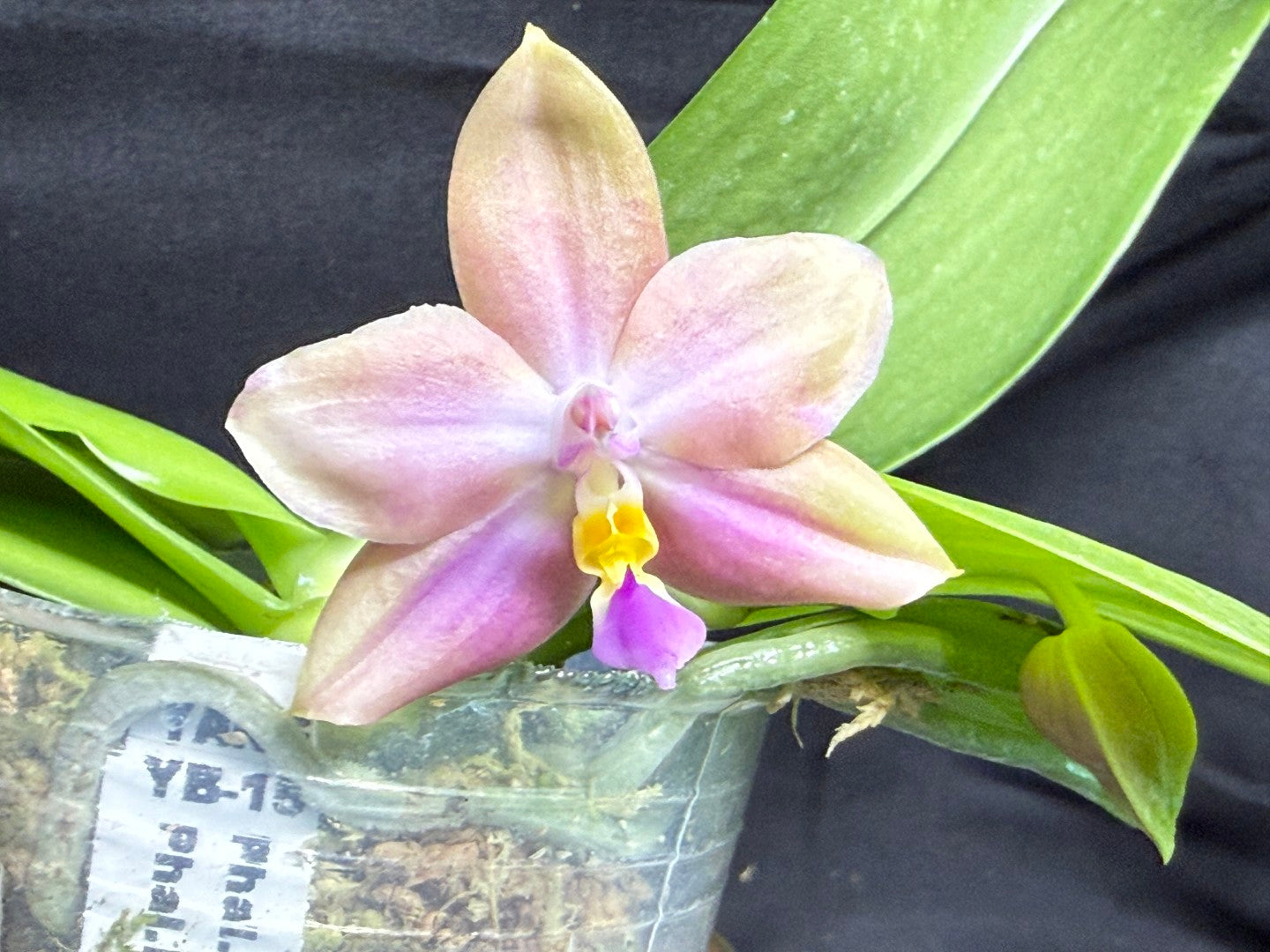 Phalaenopsis (Smiley Prince X Peter Blue Diamond) #4 260713 Flowering Seed Grown