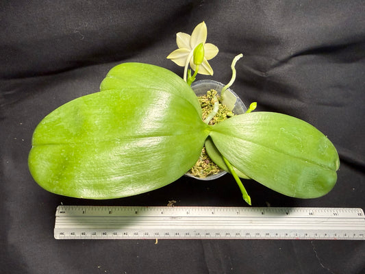 Phalaenopsis (Smiley Prince X Peter Blue Diamond) #5 260713 Flowering Seed Grown 3 spikes