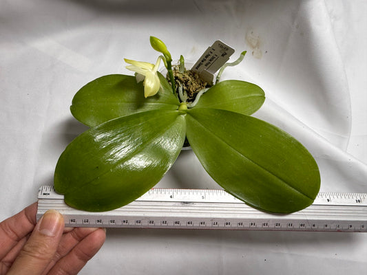 Phalaenopsis (Smiley Prince X Peter Blue Diamond) #8 260714 Flowering