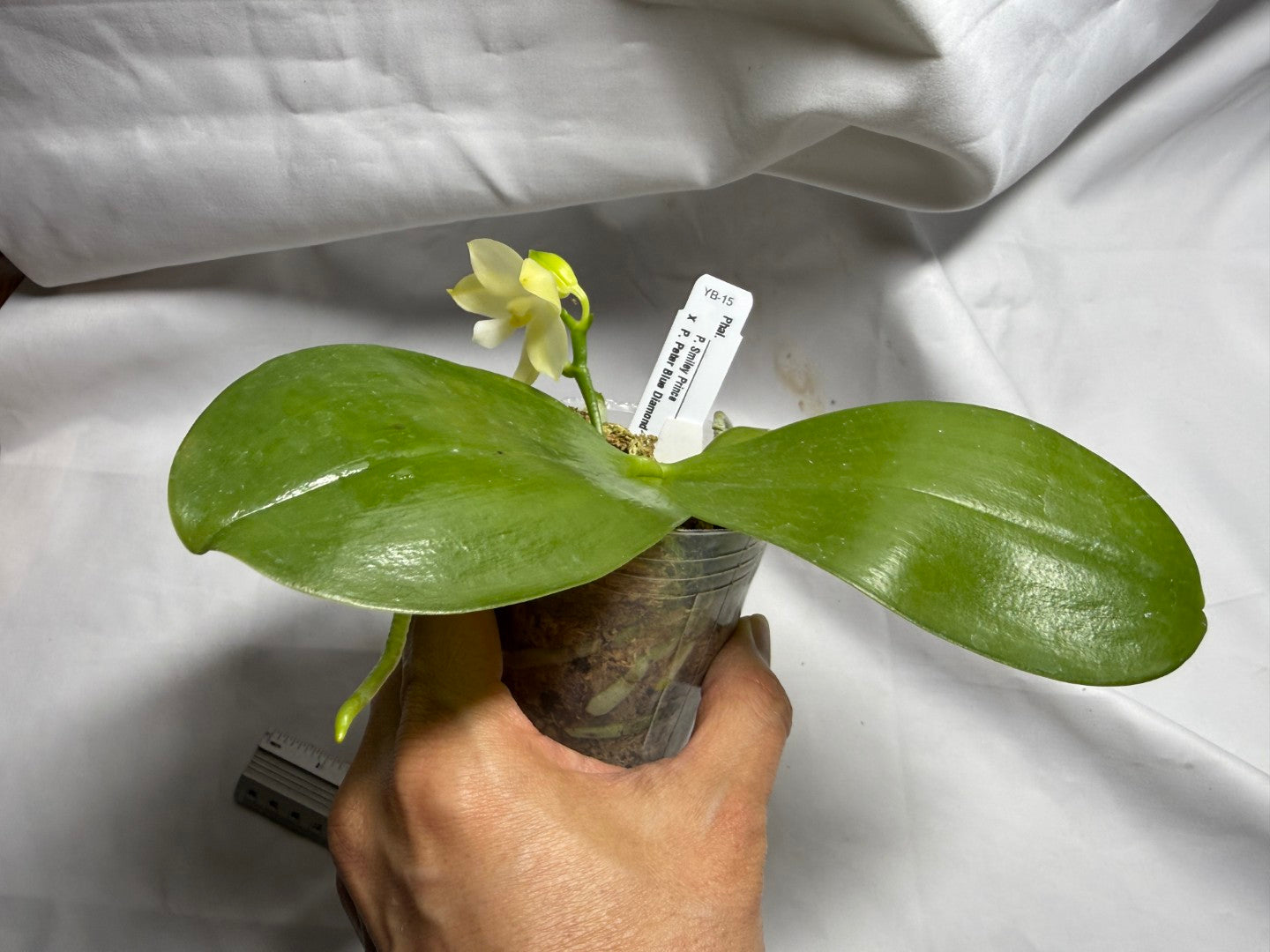 Phalaenopsis (Smiley Prince X Peter Blue Diamond) #8 260714 Flowering