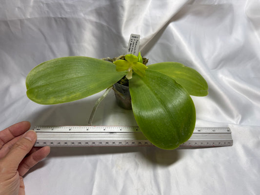 Phalaenopsis Miro Green Dream 'Miro' 260811 Flowering