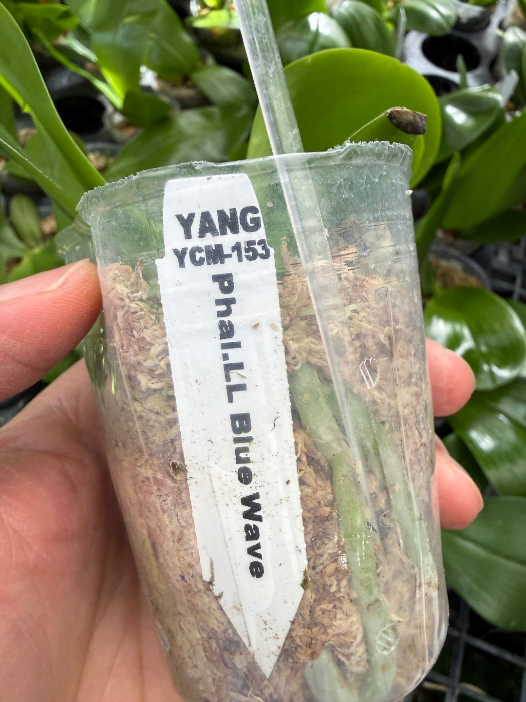 Phalaenopsis LL Blue Wave 'YCM-153'