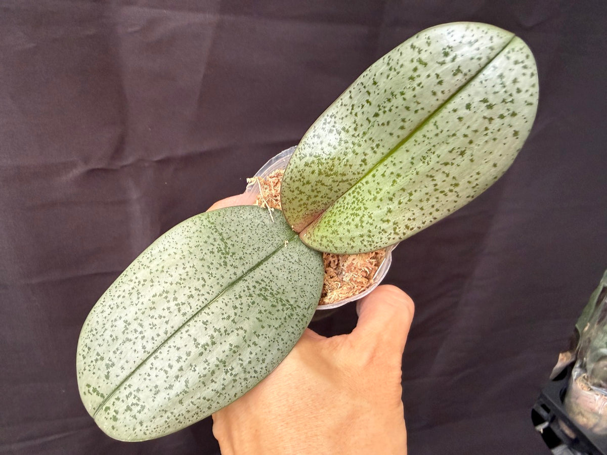 YL-101 Phalaenopsis schilleriana 'YL101'