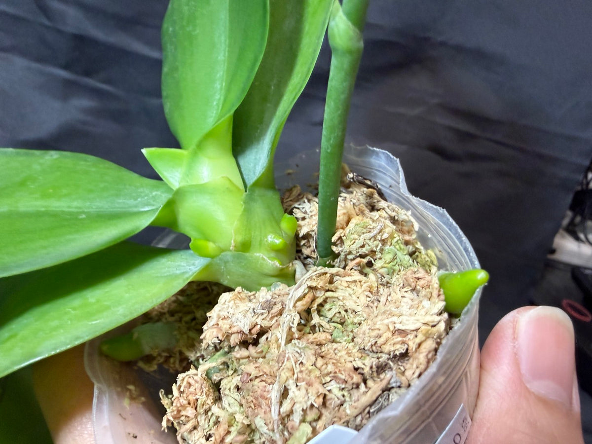 YL-129 Phalaenopsis Yongli Red Agate 'YL129' 261029 2 new spike