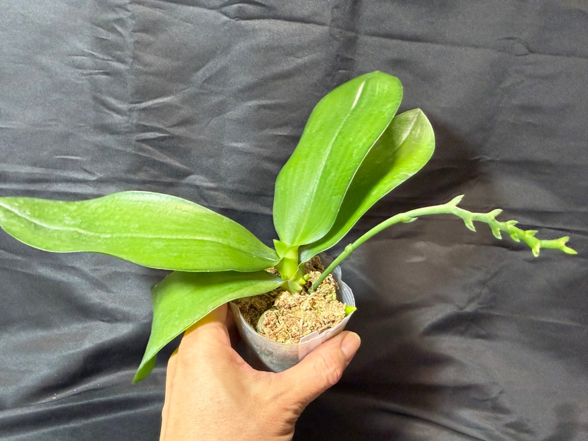 YL-129 Phalaenopsis Yongli Red Agate 'YL129' 261029 2 new spike