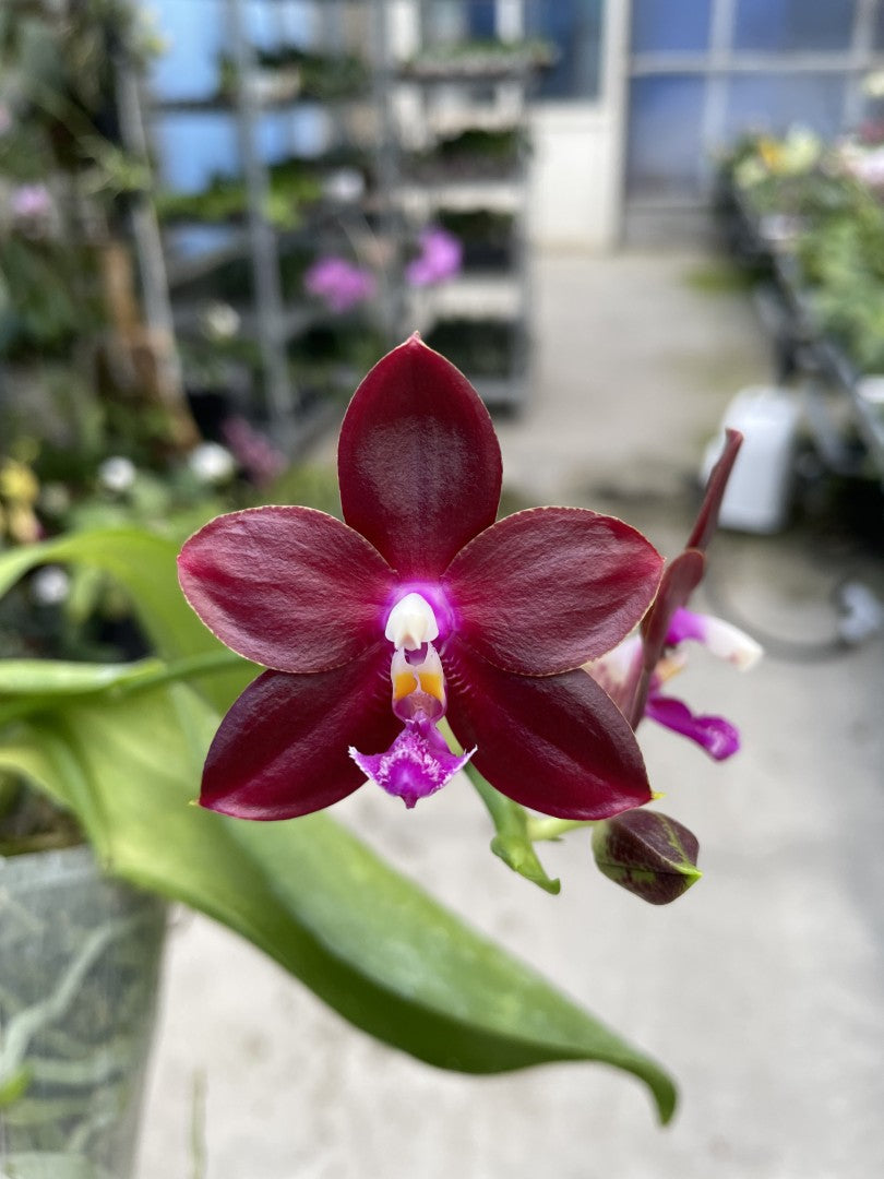 Phalaenopsis Yongli Red Agate 'YL-129'