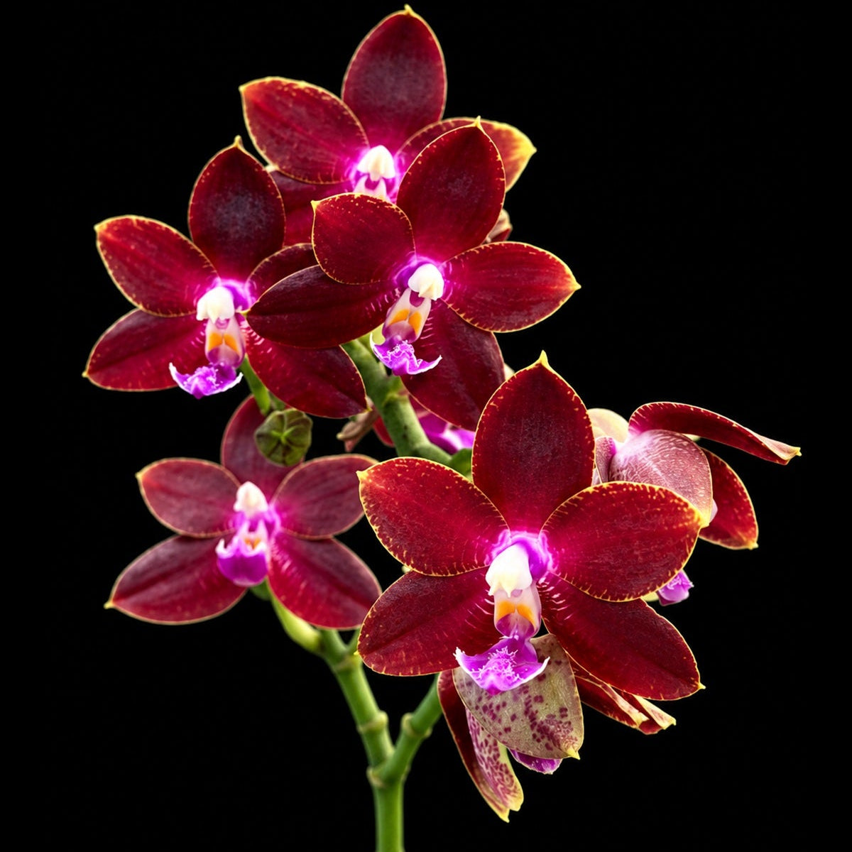 YL-129 Phalaenopsis Yongli Red Agate 'YL129' 261029 2 new spike