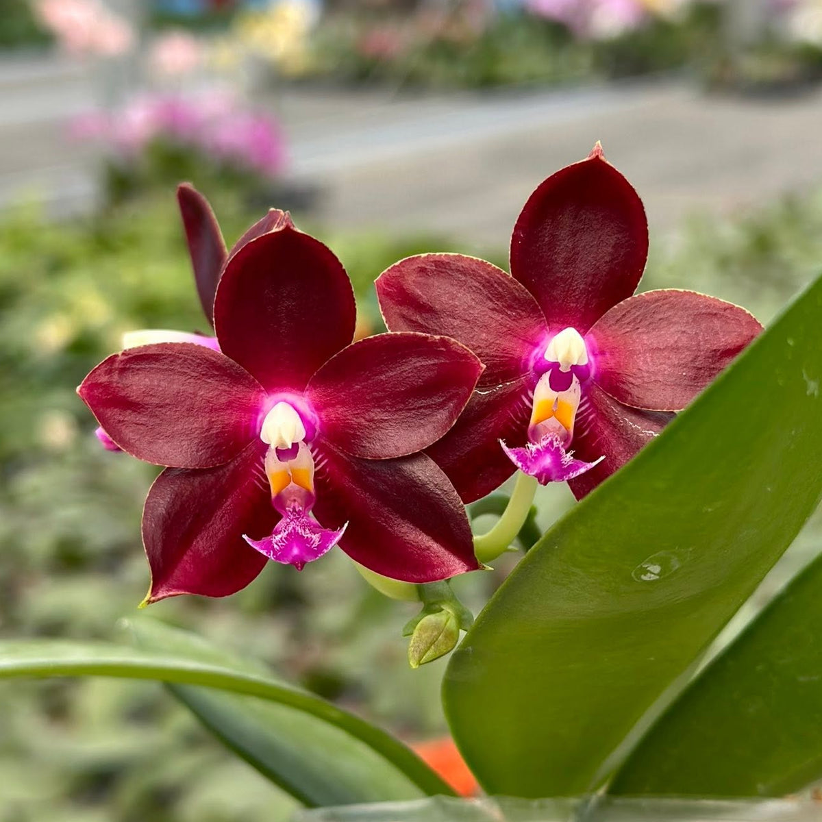 YL-129 Phalaenopsis Yongli Red Agate 'YL129' 261029 2 new spike