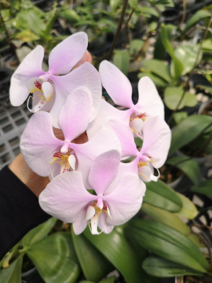 Phalaenopsis amabilis (Surabaya) 'YL-60'