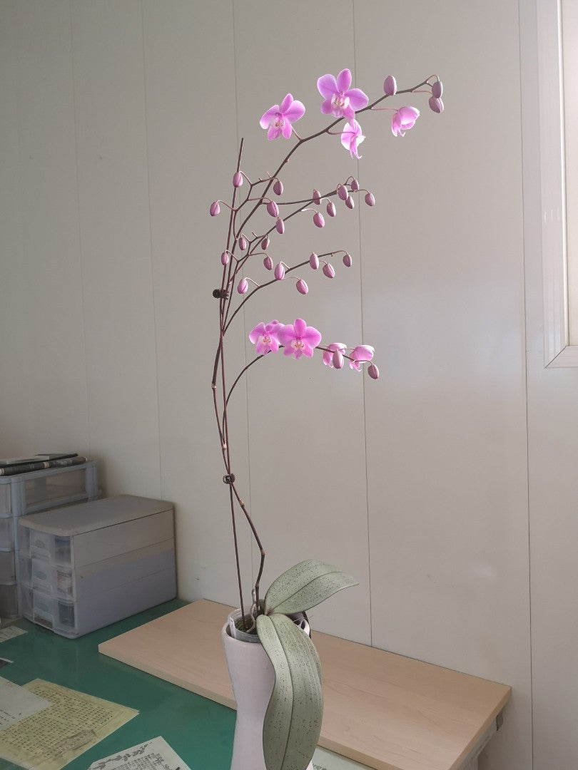 Phalaenopsis schilleriana 'YL61'