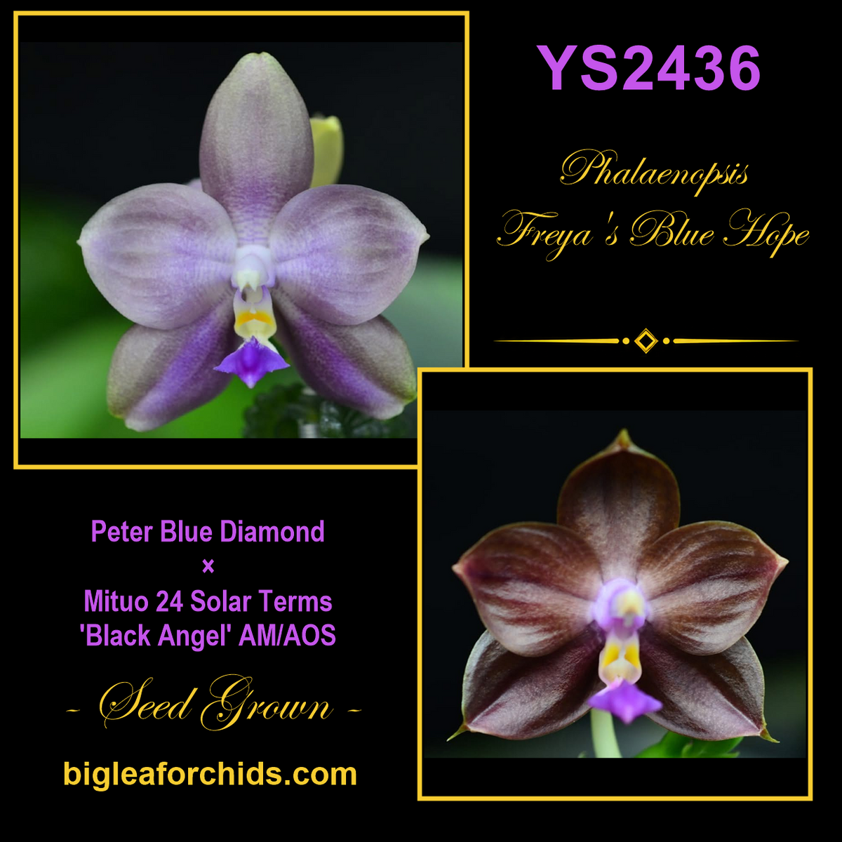 YS2436 Phalaenopsis Freya's Blue Hope - Seed Grown
