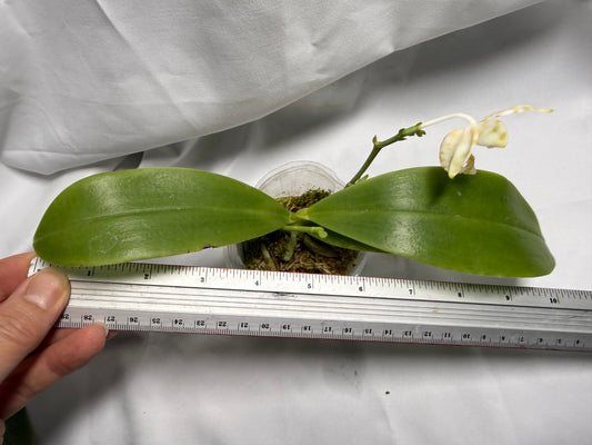 Phalaenopsis amboinensis f. flava x self 260416 Flowering
