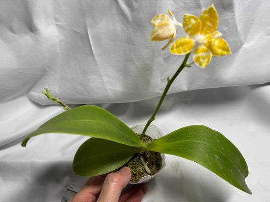 Phalaenopsis amboinensis f. flava x self 260417 Flowering