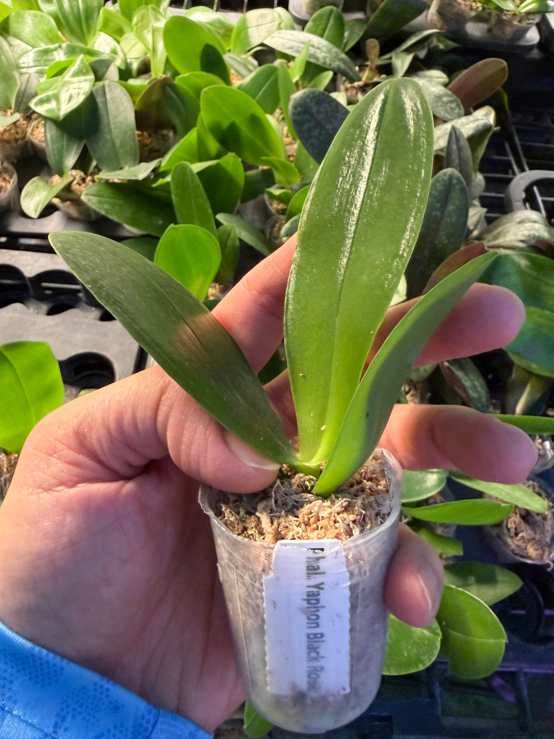 WP2635 Phalaenopsis Yaphon Black Rose (Clone)