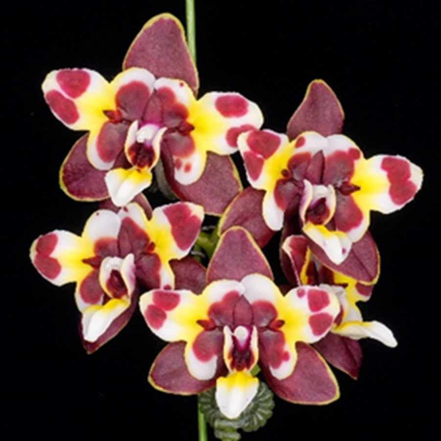 Phalaenopsis Yaphon Star Diamond '6602' AM/AOS – Big Leaf Orchids