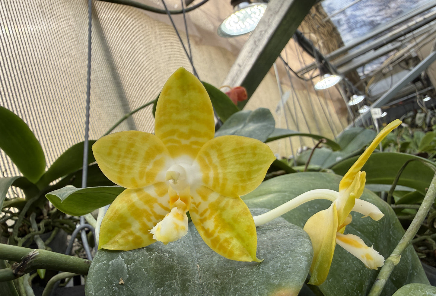 Phalaenopsis Yaphon Yellow Bomb 'Wilson'