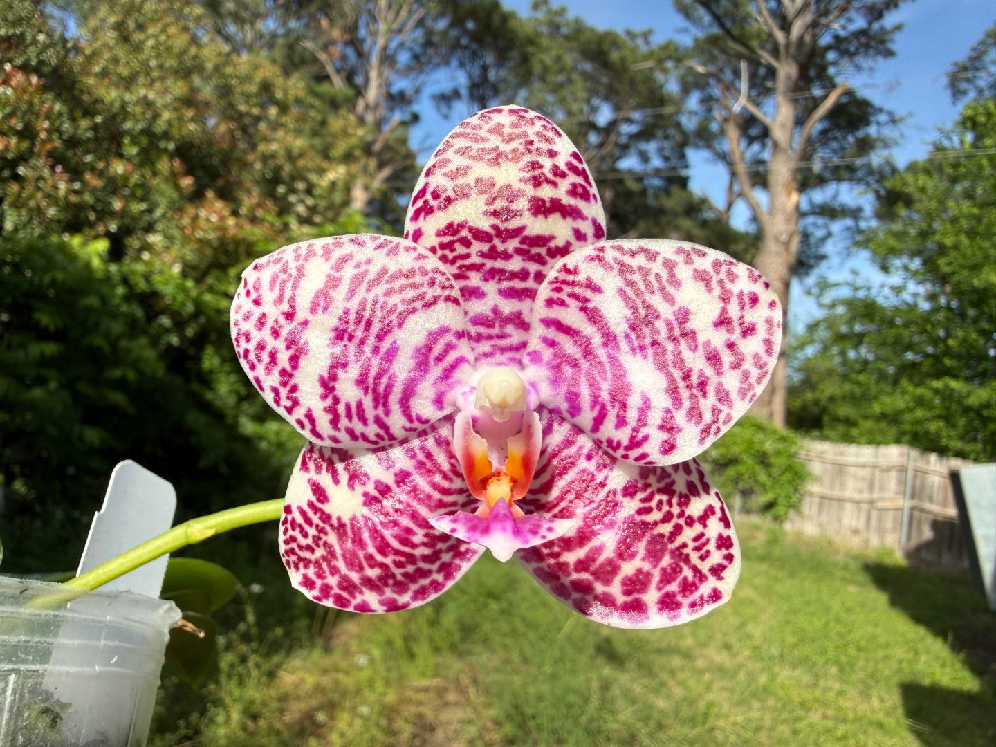 Phalaenopsis Natasha 'Today's Tropical' (TT) 260708 Flowering