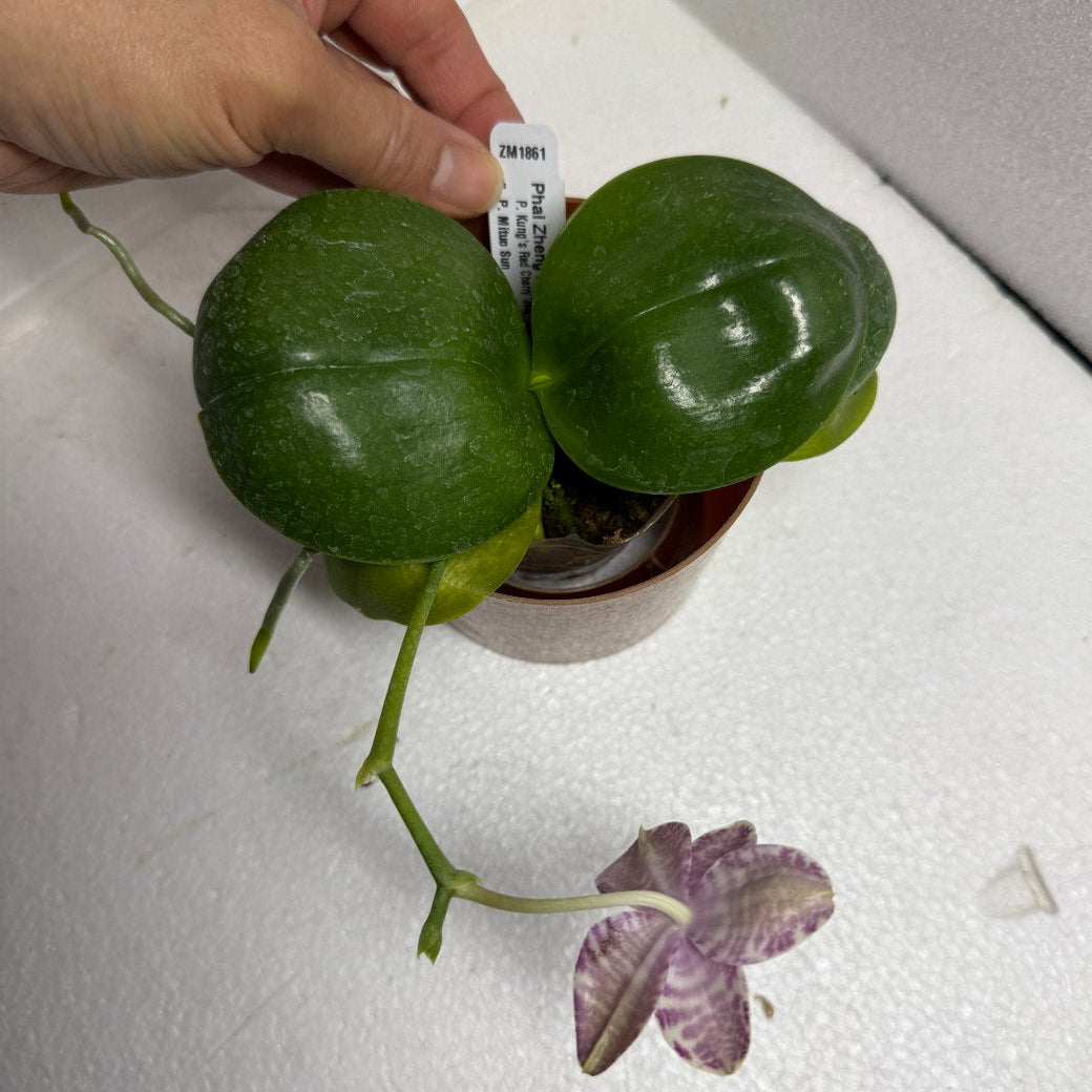 Phalaenopsis Zheng Min Virtual 'Peter #5' 250629