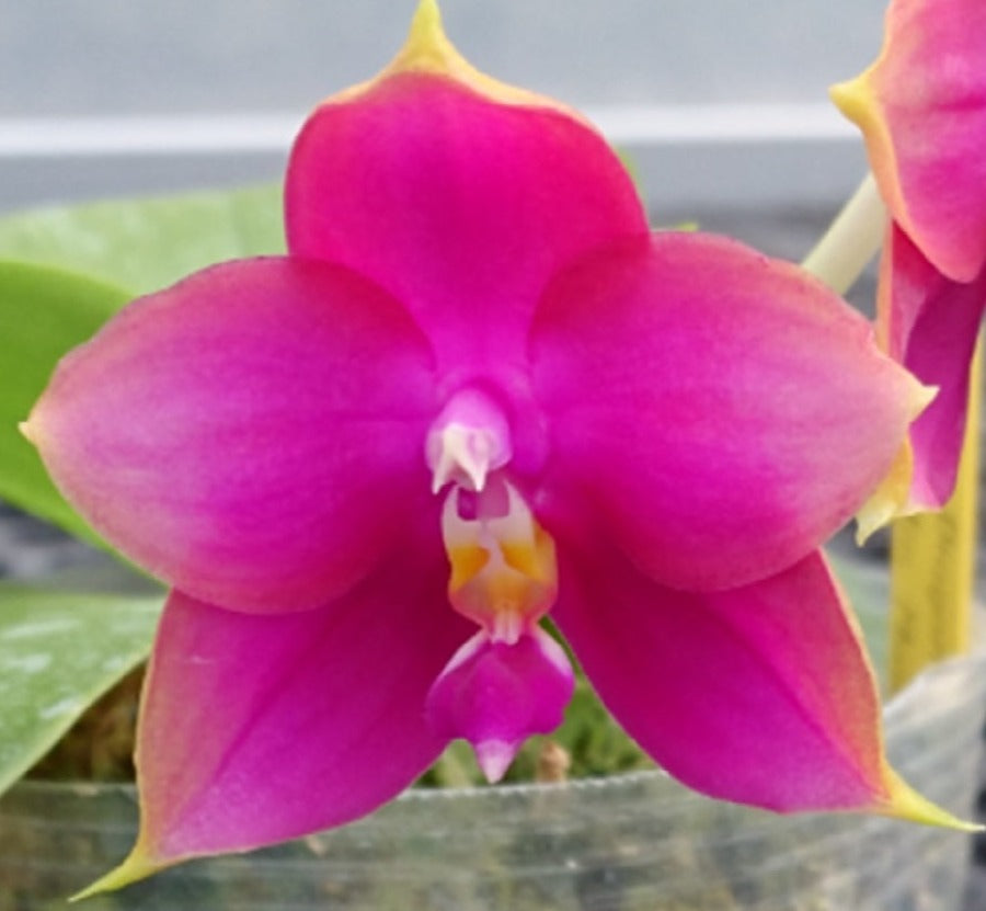 Phalaenopsis Zheng Min Neon 'Peter #7' 231114 Flowering