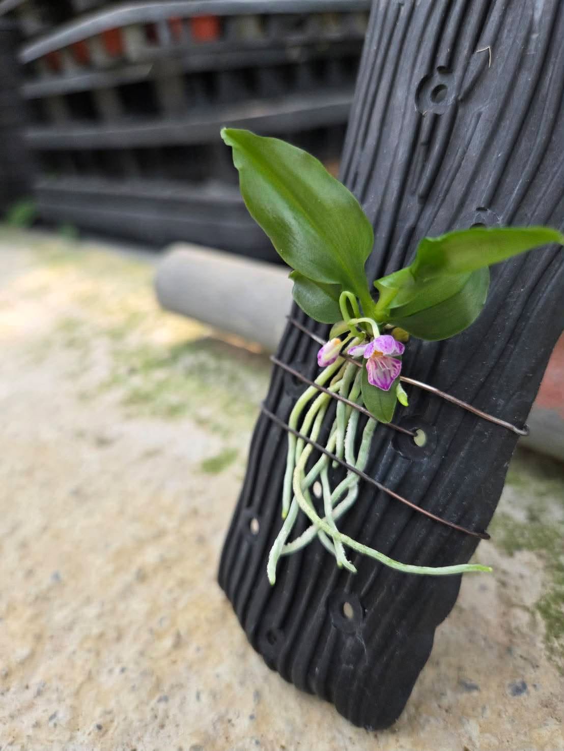 Phalaenopsis appendiculata - Seed Grown