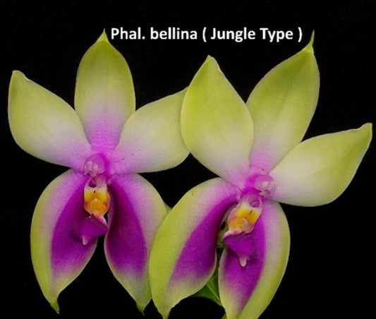 Phalaenopsis bellina v. murtoniana (wild type)
