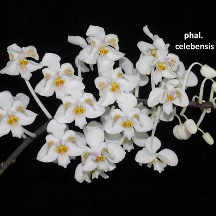 Phalaenopsis celebensis x sib - Seedling