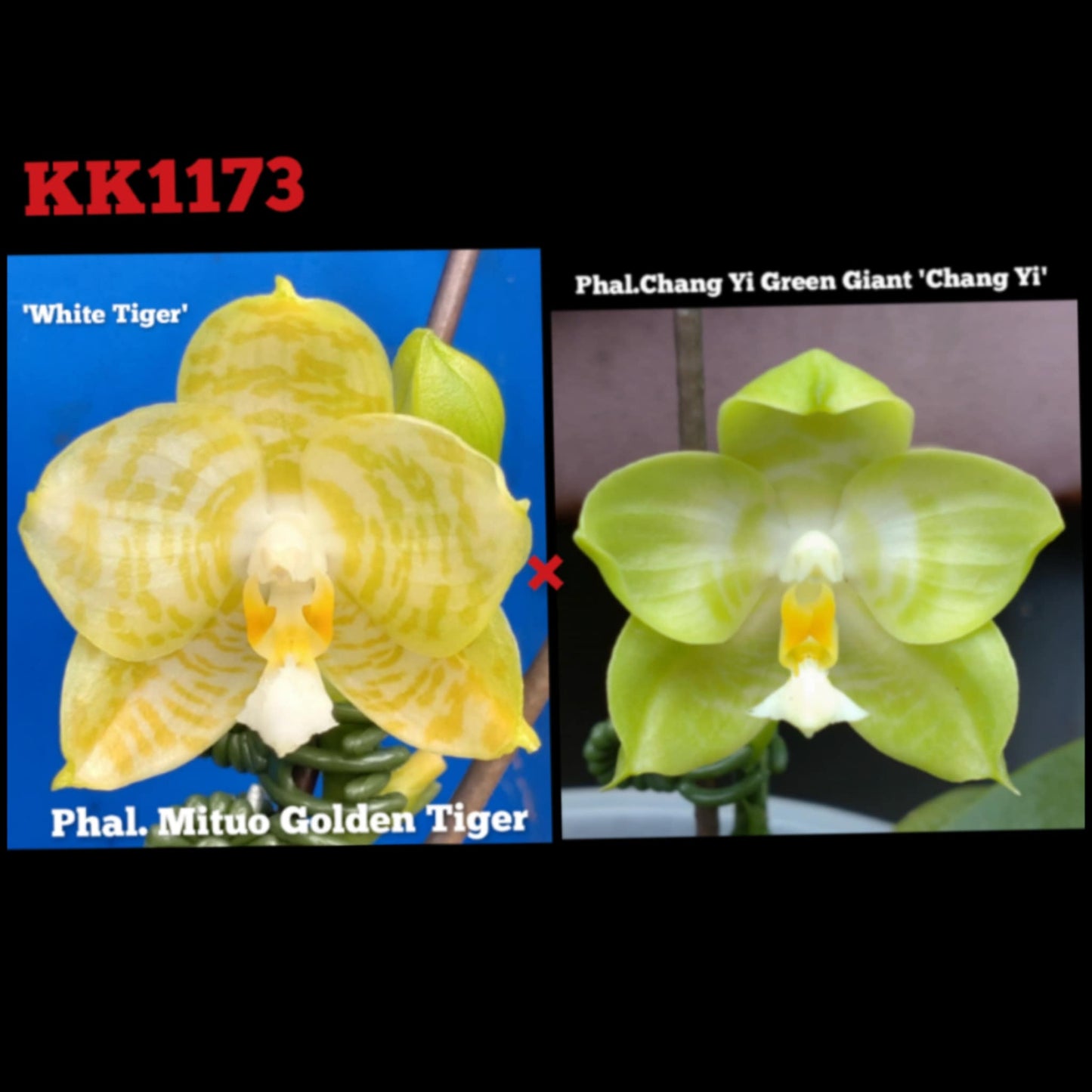 Phalaenopsis YangYang Green Tiger - Seed Grown