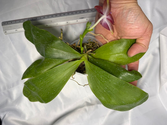 Phalaenopsis CTL PK TGirl 260311 Flowering